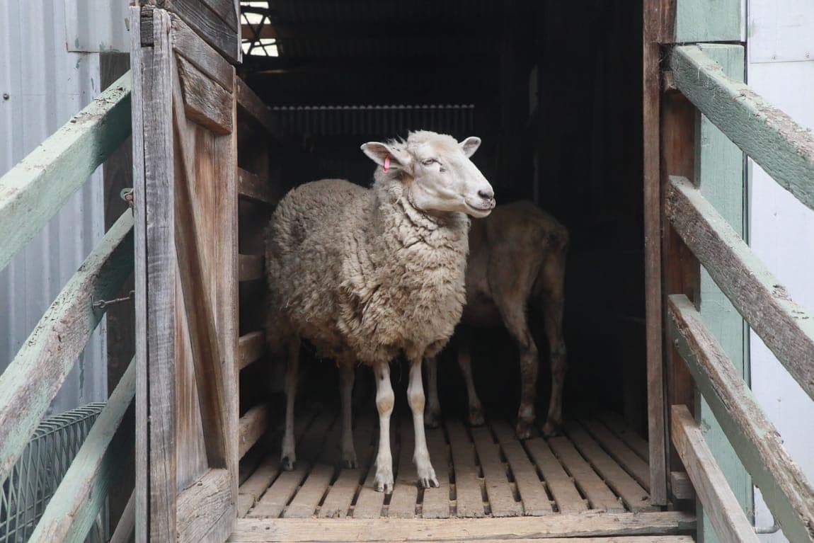 Sheep at a livestock loading facility