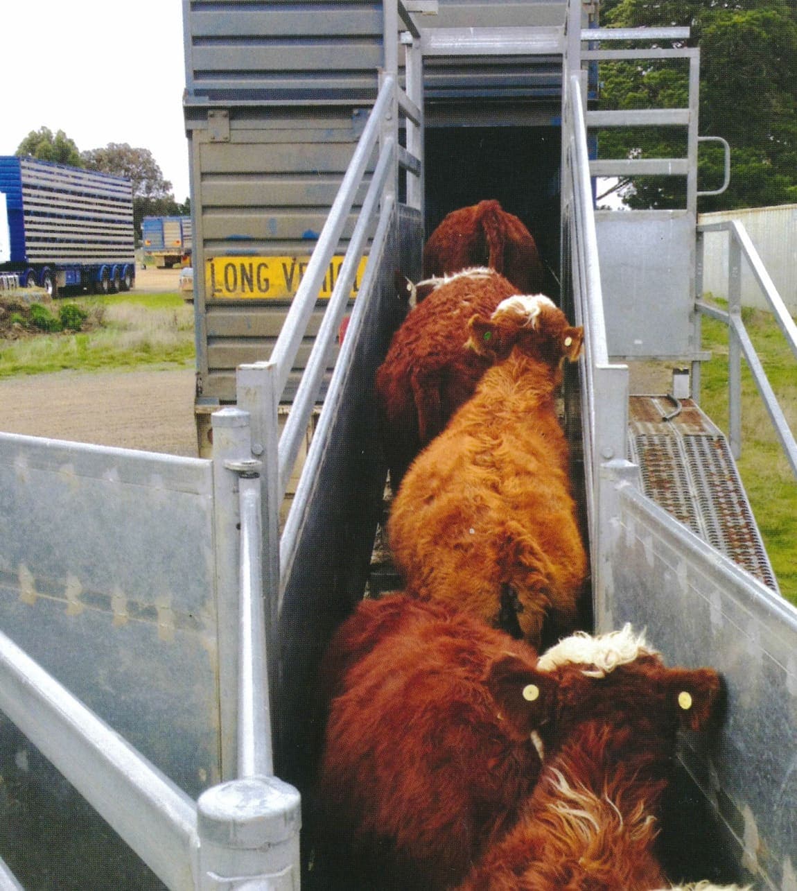 Red cattle on a livestock loading ramp