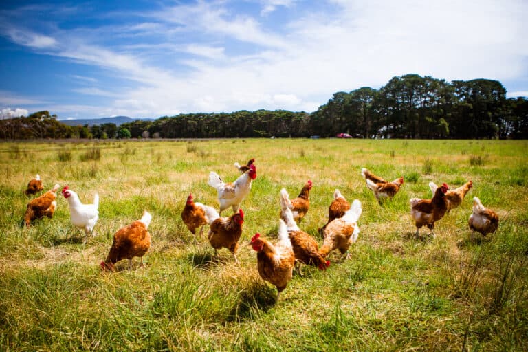 Australian Livestock and Rural Transporters Association (ALRTA) and TruckSafe announces carriage of Animal Welfare Accreditation