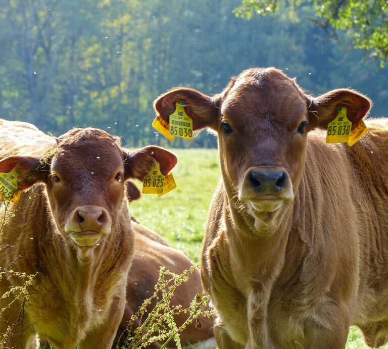 Australian Livestock and Rural Transporters Association (ALRTA) stands by action to seek livestock exemption from Fair Work Commission (FWC) powers